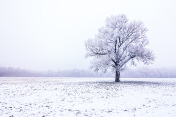 Eiche im Schnee