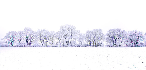 Panorame Baumreihe im Schnee
