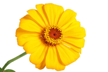 Yellow zinnia isolated on white. Very detailed