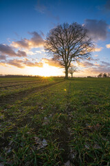 Eiche im Sonnenuntergang