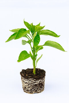 Bell Pepper Seedling With A Well-developed Root System On A White Background. Root Stem Of Pepper Seedlings.