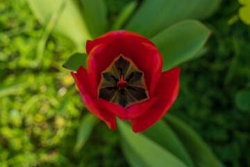 Isolated red tulip blooming in spring