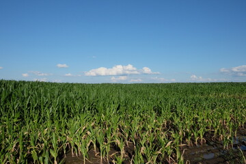 A cornfield under a clear blue sky. Agricultural landscape. Corn plants.