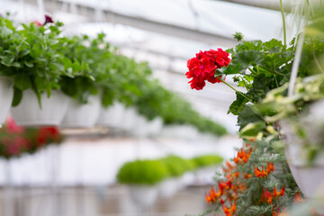 Plants for sale and cultivation for business in smart greenhouse in daylight