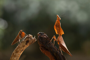 Hierodula venosa spesies mantis from Bornoe Forest