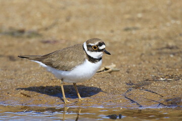 Little ringed plover on sandy beach 