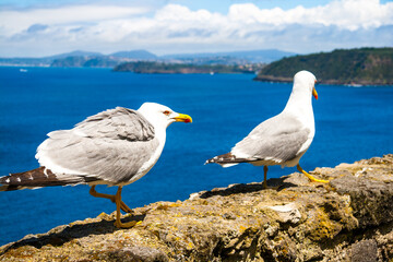 Sunny Italian Mediterranean coast, Ischia Island	
