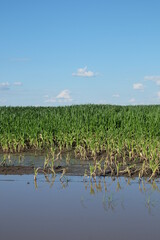 Water-flooded corn crops. Flooding in agricultural areas. Scenery.