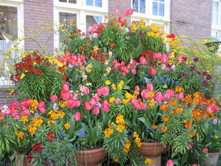 Fototapeta na wymiar Amsterdam Gorgeous Flowers Display with Colorful Tulips, Muscari and WallFlowers in a Court Yard