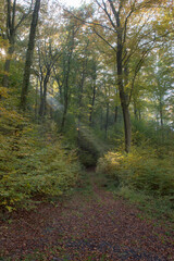 Fototapeta premium Sunbeams shining through the trees 