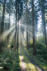 Obraz premium Sunbeams shining through the trees 