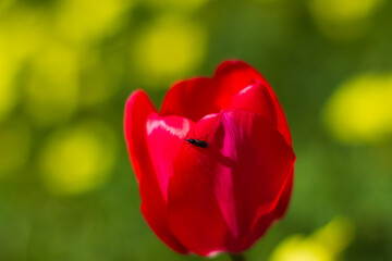 Little black beetle on red tulip in yellow garden
