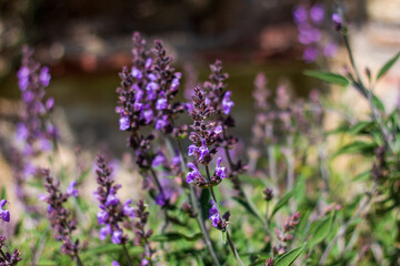 Lavender flower blooming in spring
