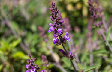 Isolated lavender flower blooming in spring