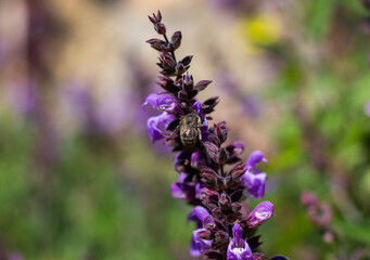 Drone bee pollinating lavender flowers