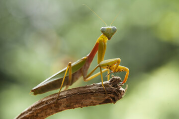 Hierodula venosa spesies mantis from Bornoe Forest