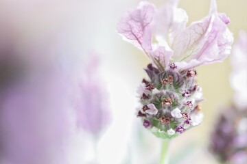 Obraz premium ラベンダー