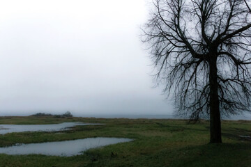 Obraz na płótnie Canvas Misty landscape with tree of your dreams