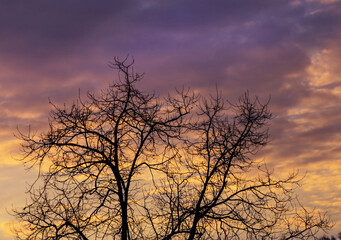 Silhouettes of tree branches against background of dawn sky