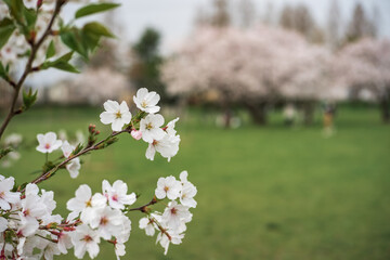 日本の春・桜満開なのに、コロナウイルスの影響で花見宴会できず