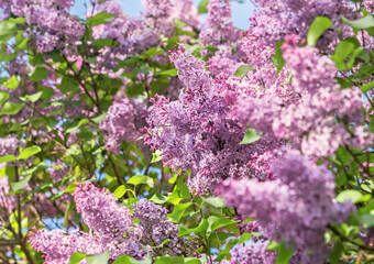Blooming branches of fragrant purple lilac