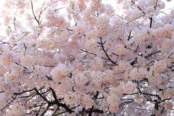 Cherry Blossoms