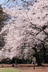 Cherry Blossoms