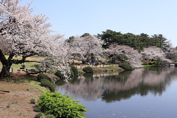 Cherry Blossoms