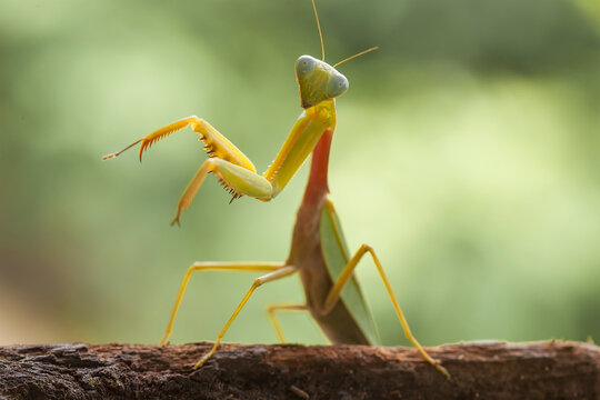 Hierodula venosa spesies mantis from Bornoe Forest