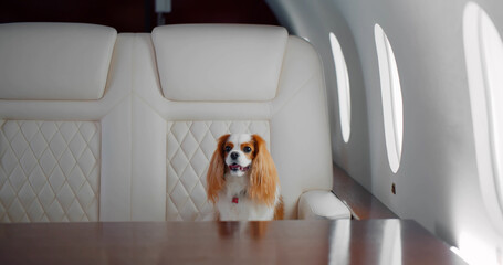 Small dog cocker spaniel on board of luxurious plane