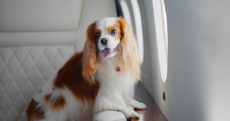 Cute dog cocker spaniel near plane window in private jet