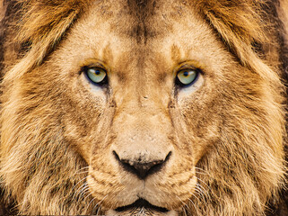 close up of a lion looking at camera