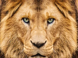 Poster Im Rahmen Nahaufnahme eines Löwen, der in die Kamera schaut © Matteo