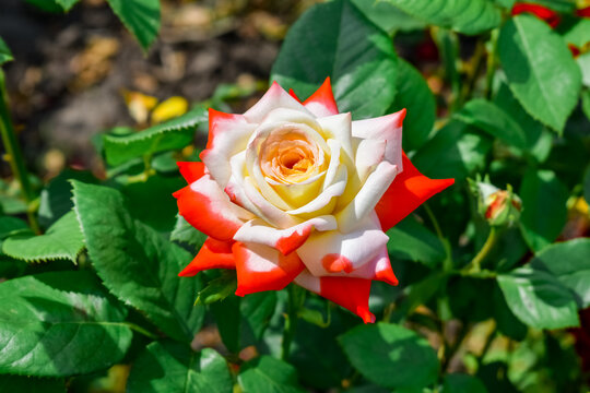Hybrid Tea rose Imperatrice Farah bred by Delbard Roses. Beautiful bright flower of decorative rose with white-orange petals on blurred background of green foliage, outdoors