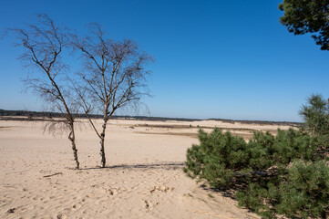 Walking trails in Dutch national park Loonse en Drunense duinen with yellow sandy dunes, pine tree forest and dried old desert plants