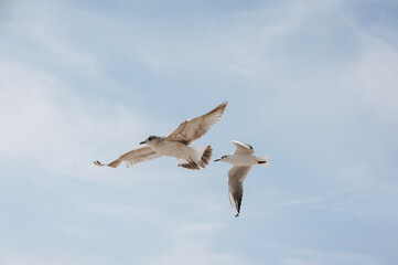Two large, beautiful white sea gulls fly against the blue sky, soaring above the clouds and the ocean, the sea, spreading their long wings. Summer photography of birds