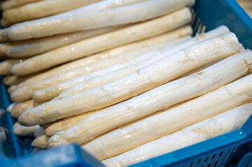 First Dutch white asparagus for sale on farm in North Brabant