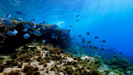 Underwater photo of beautiful landscape and scenery of sunlight and schools of fish.