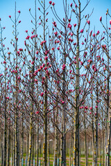 Young pink magnolia trees in blossom growing on plantation on tree nursery farm in North Brabant, Netherlands