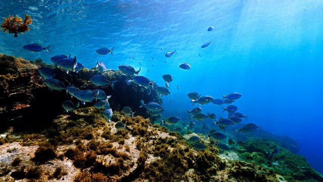 Underwater photo of beautiful landscape and scenery of sunlight and schools of fish.