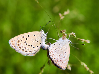 butterfly on leaf
