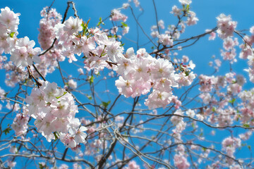 cherry blossoms in the springtime,selective focus, springtime and seasonal nature