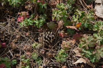 Pinecones on the ground, nature’s beauty, early spring season, fallen cones from a tree