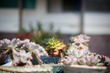close up of a cactus