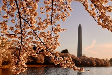 cherry blossom in DC