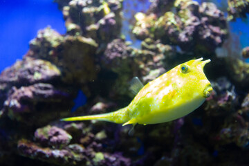 Cow fish in the aquarium