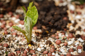 plant growing in the ground