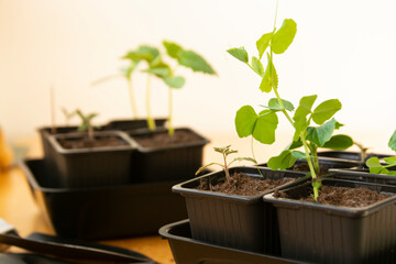 Potted seedlings growing in biodegradable pots, spring gardening, growing plants
