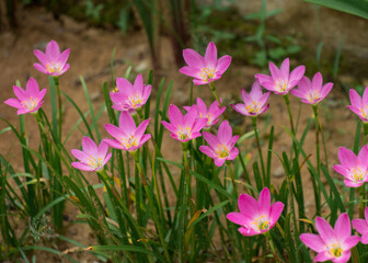 Obraz na płótnie Canvas Beautiful bunch of pink lily flowers growing on a roadside