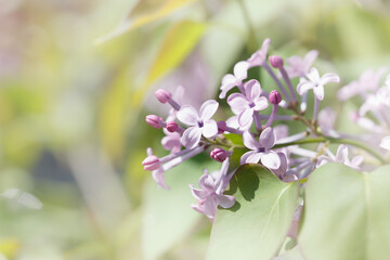 Fototapeta premium flowers on a branch
